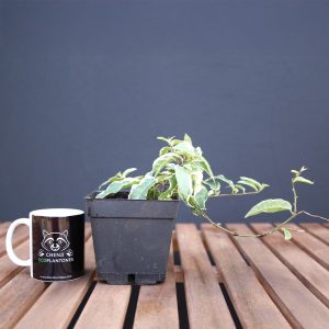 Ficus Púmila Radicans Variegata