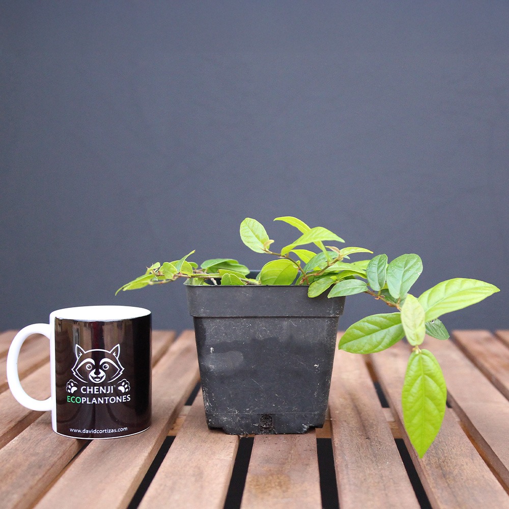 Ficus Púmila Radicans