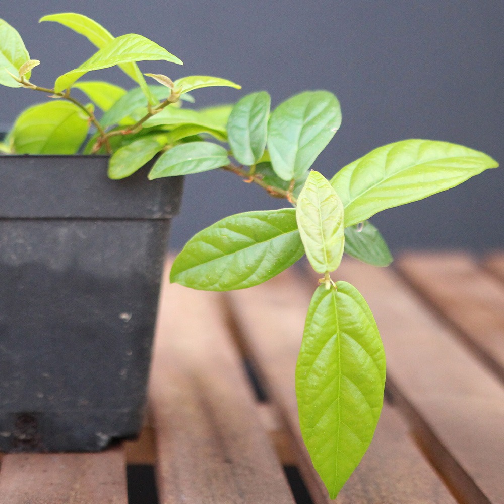 Ficus Púmila Radicans - Imagen 2