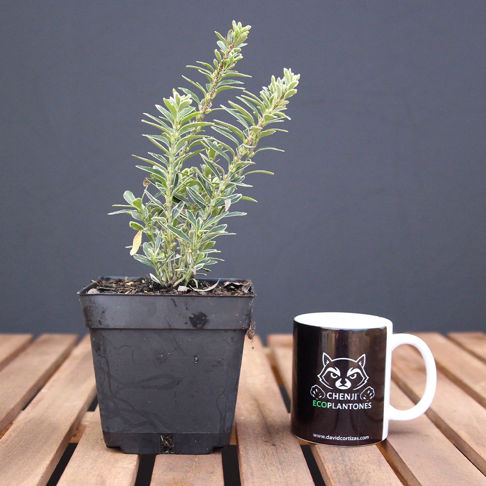 Euonymus Alatus Variegata