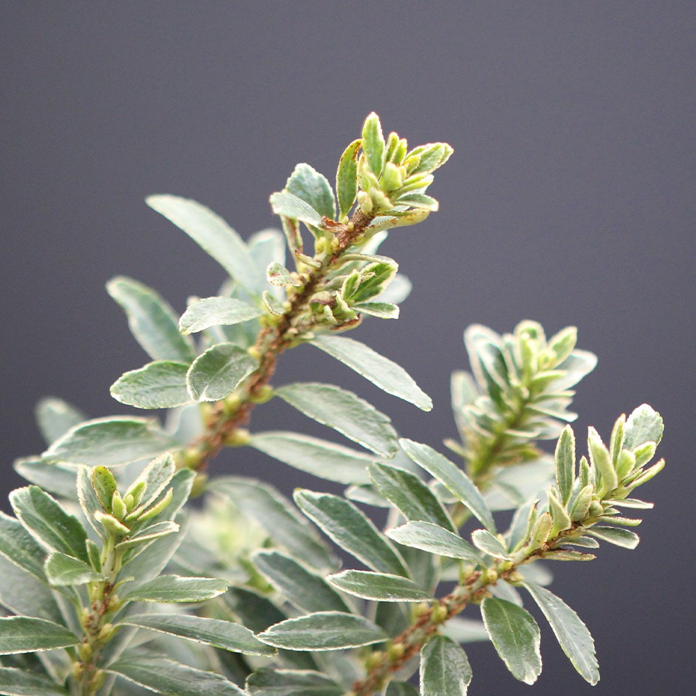 Euonymus Alatus Variegata - Imagen 2