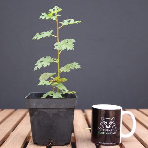 Higuera Mini (PREVENTA)