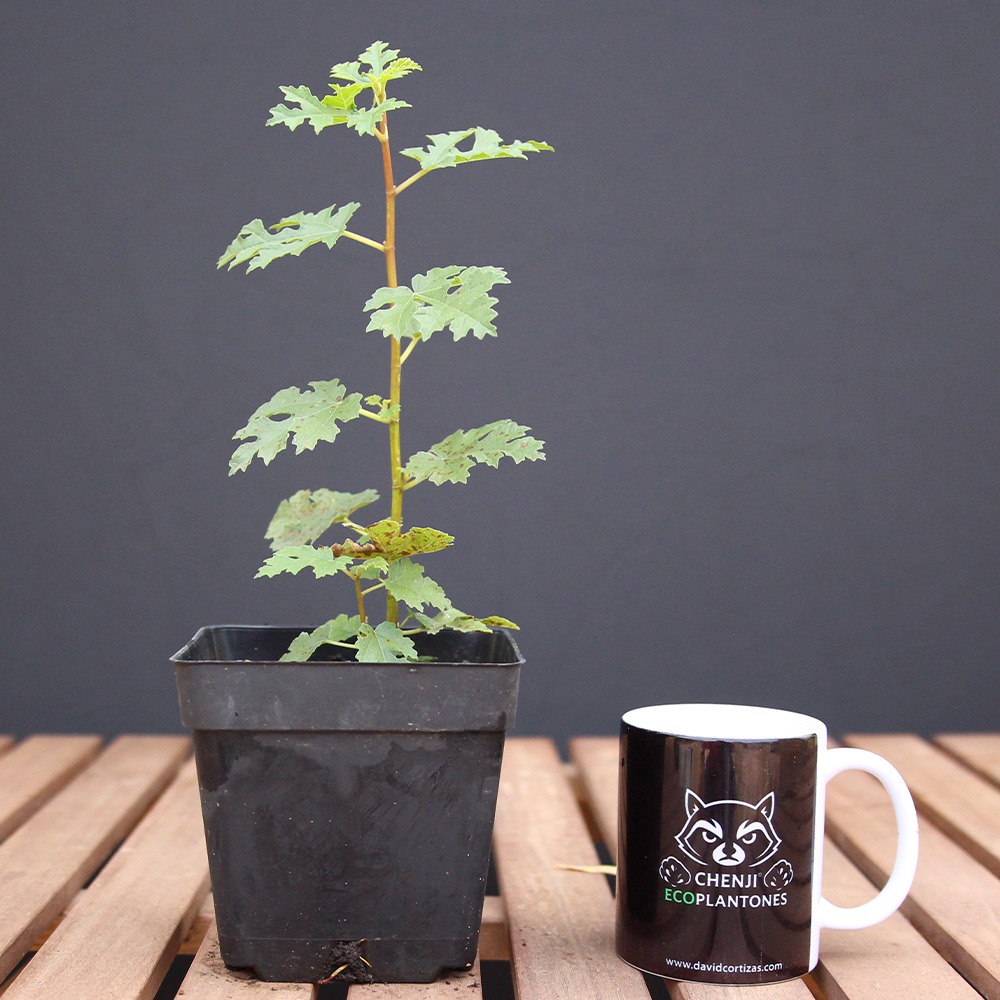 Higuera Mini (PREVENTA)