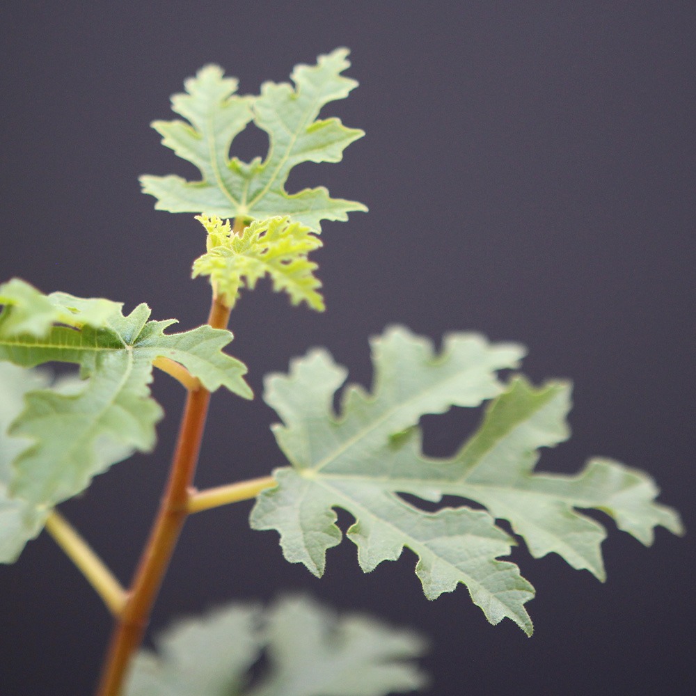 Higuera Mini (PREVENTA) - Imagen 3