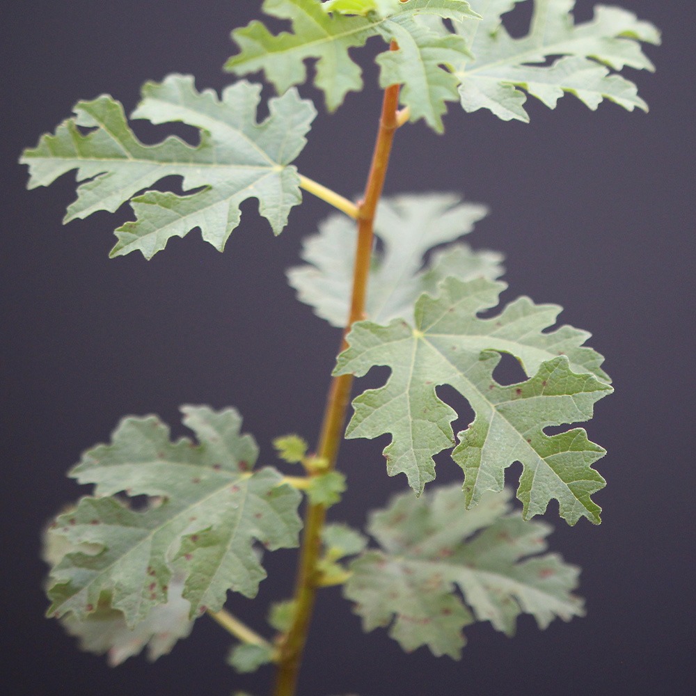 Higuera Mini (PREVENTA) - Imagen 2