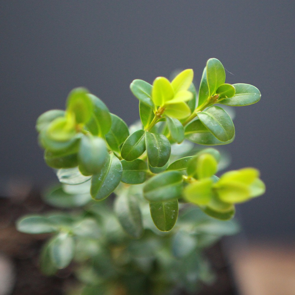 Buxus - Imagen 2