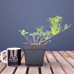 Gardenia jasminoides