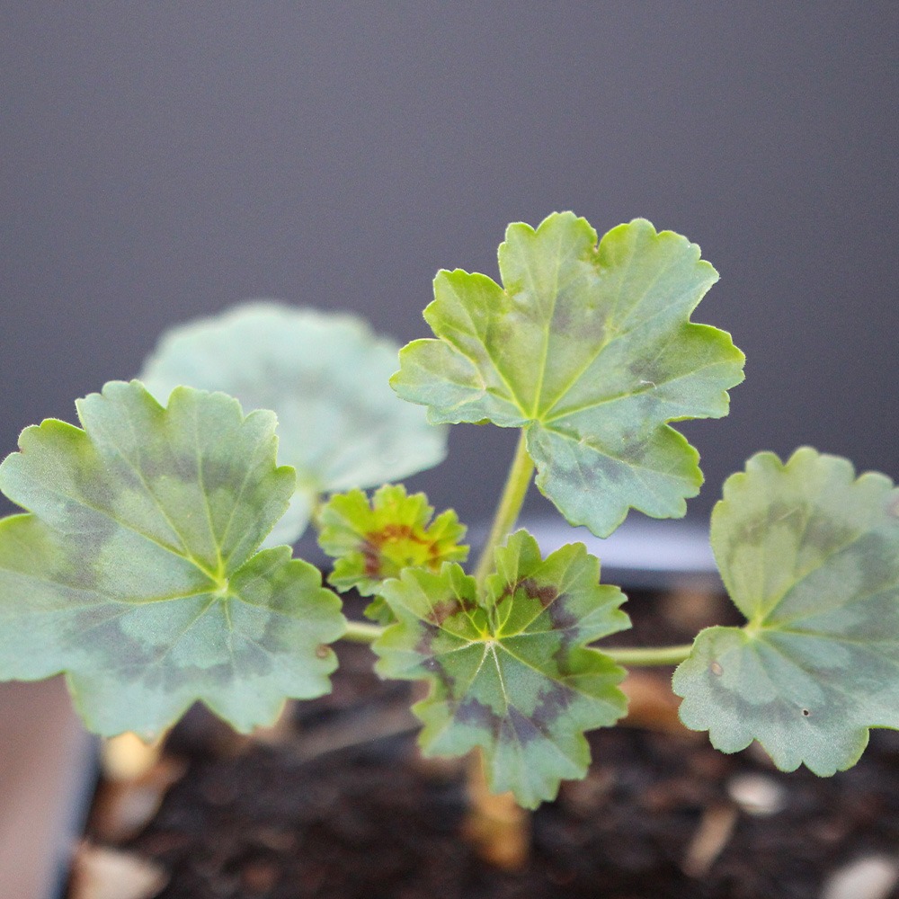 Geranio japonés mini (flor roja) - Imagen 2