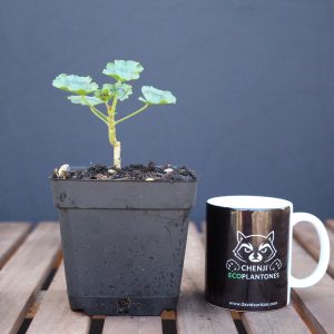 Geranio japonés mini (flor roja)