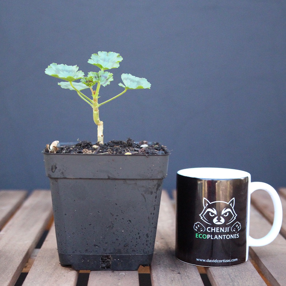 Geranio japonés mini (flor roja)