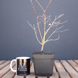 Premna Japónica 'Arce nioi'