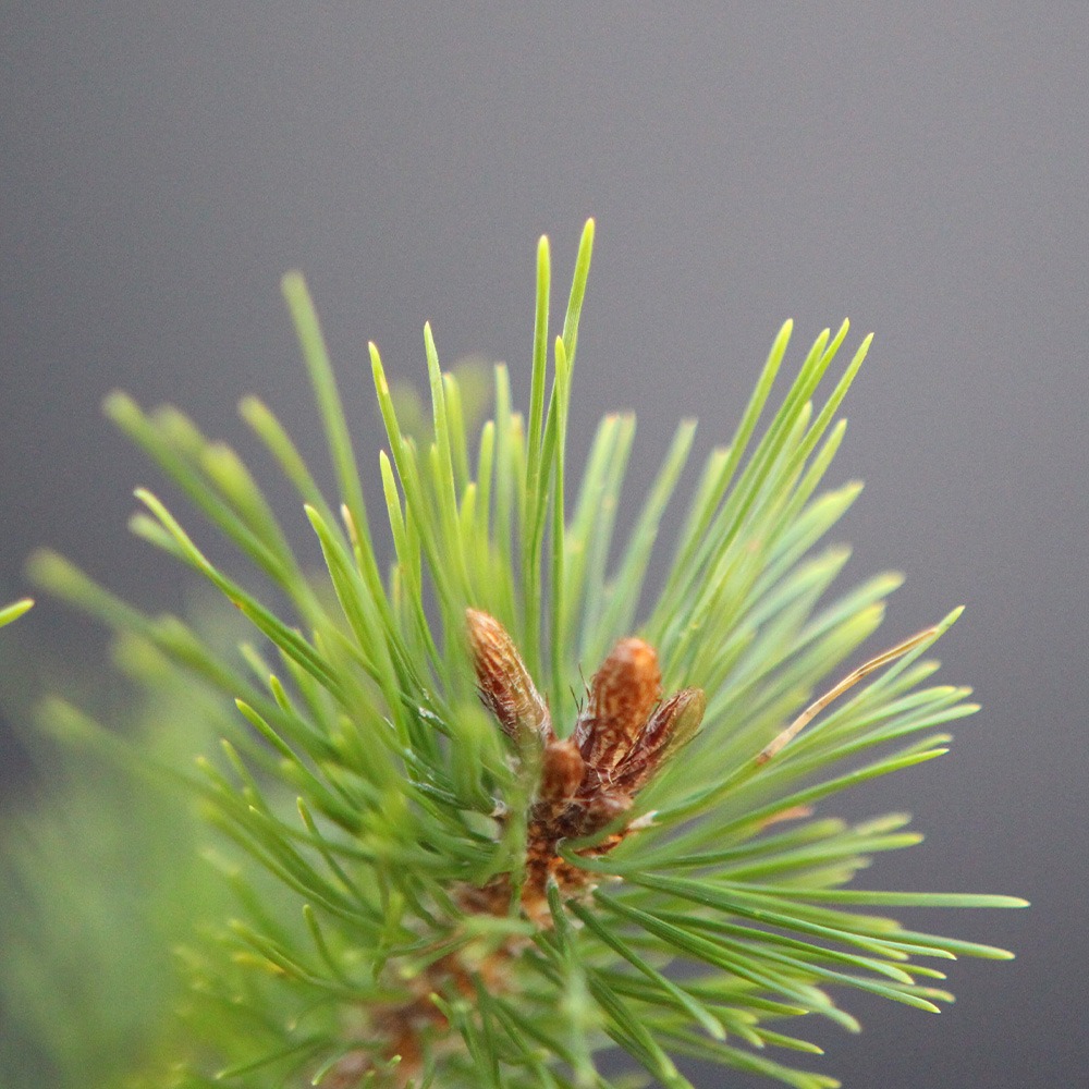 Pino Rojo Japonés (densiflora) - Imagen 2