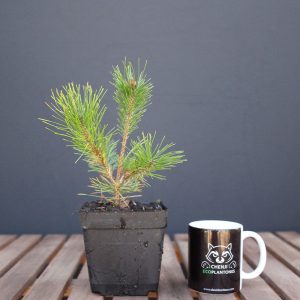 Pino Rojo Japonés (densiflora)