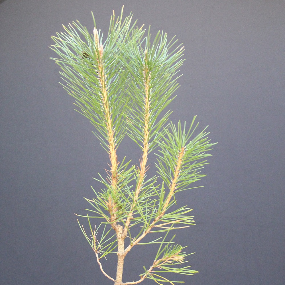 Pino Negro Japonés (thunbergii) - Imagen 2