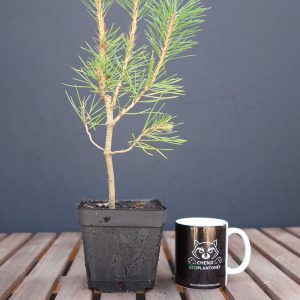 Pino Negro Japonés (thunbergii)