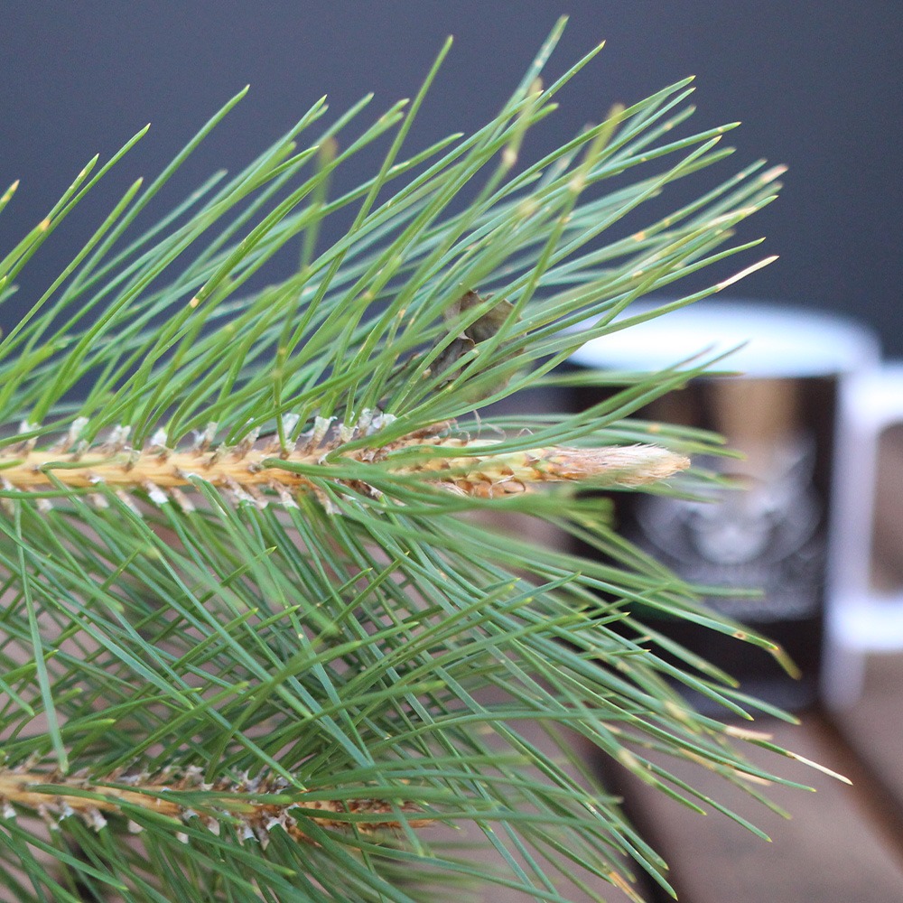 Pino Negro Japonés (thunbergii) - Imagen 3