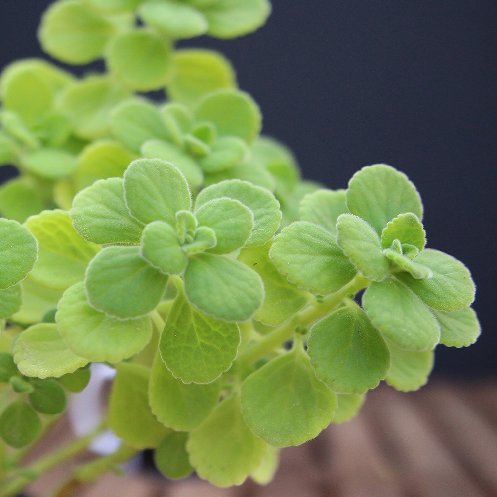 Plectranthus Tomentosa (Planta de Vicks) - Imagen 2