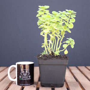 Plectranthus Tomentosa (Planta de Vicks)