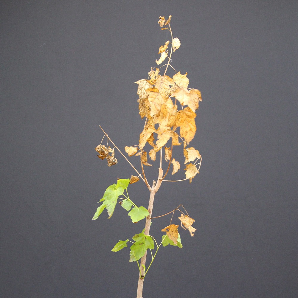 Acer ginnala - Imagen 2