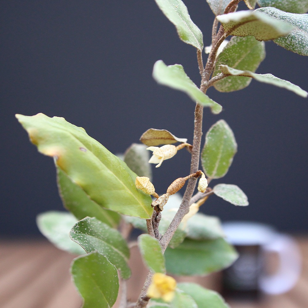 Eleagnus Pungens - Imagen 2