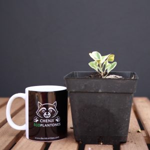 Ficus Triangularis Variegado