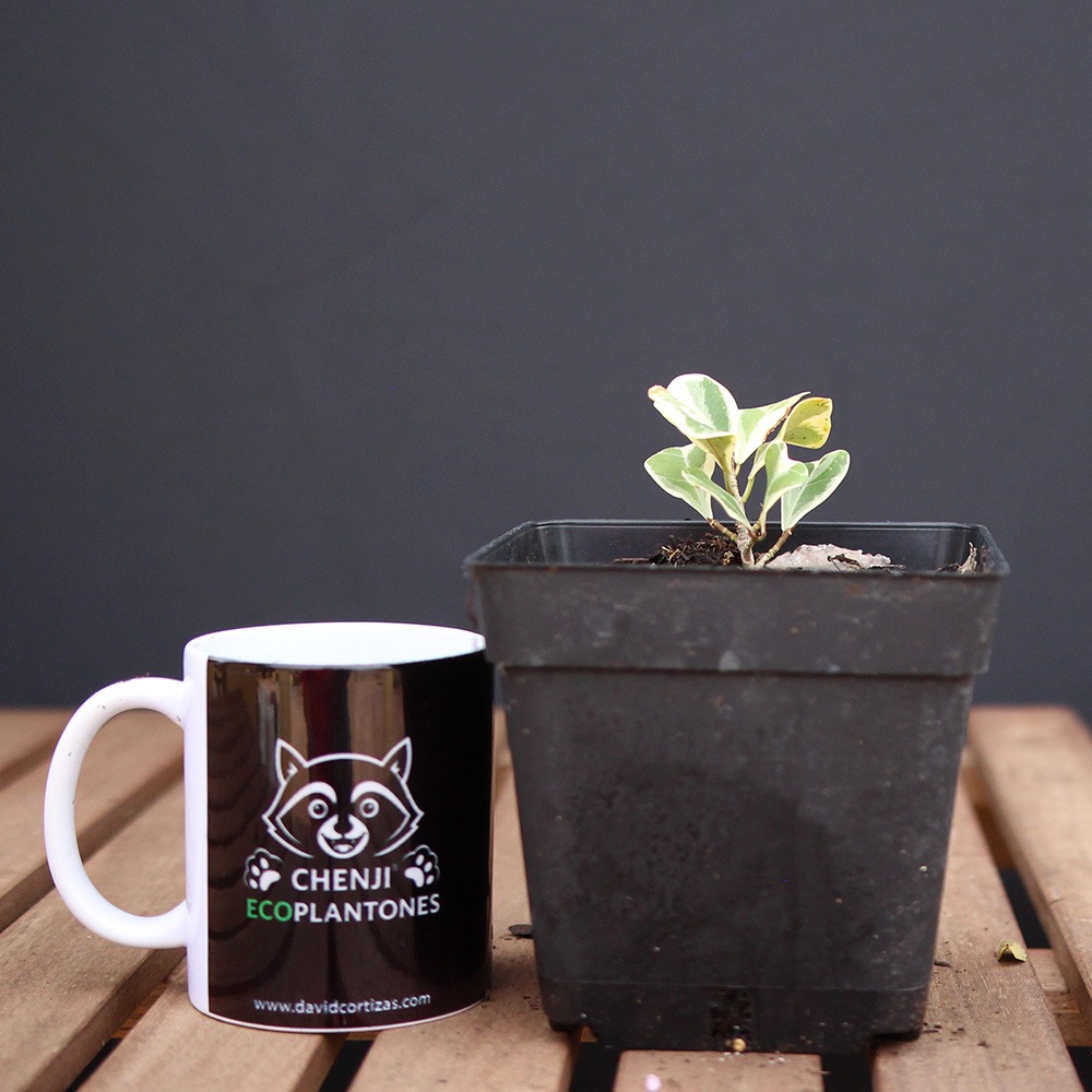 Ficus Triangularis Variegado