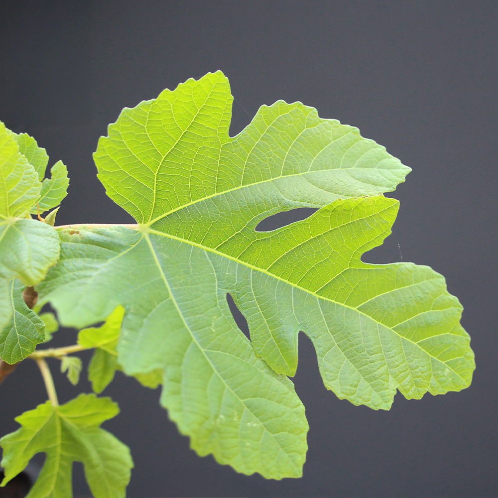 Ficus Carica "Higuera" - Imagen 2