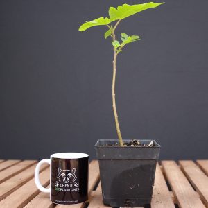 Ficus Carica "Higuera"