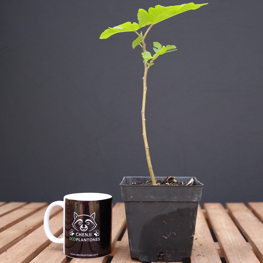 Ficus Carica "Higuera"