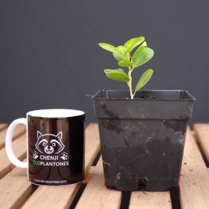 Ficus Moclame variegado en Verde