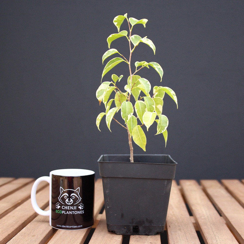 Ficus benjamina variegado