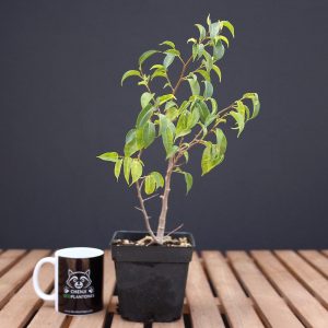 Ficus benjamina 'natasja'