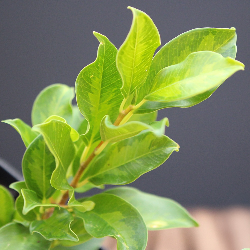 Ficus Ingens (PREVENTA) - Imagen 2