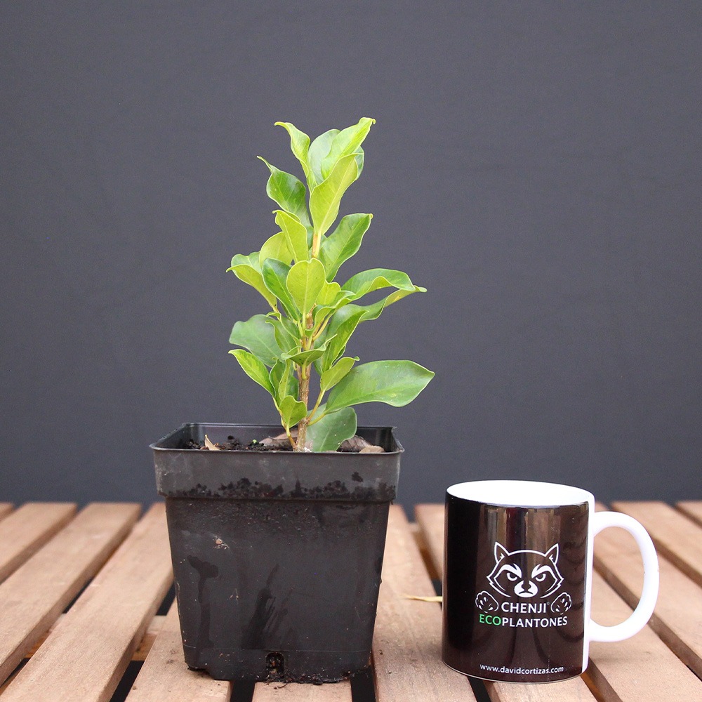 Ficus Nitida Variegado Verde (PREVENTA)