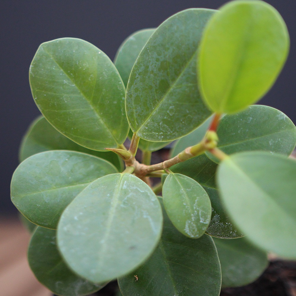 Ficus panda - Imagen 2