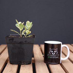 Ficus Moclame variegado en Blanco