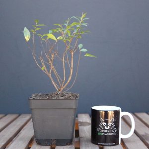 Olmo Chino (ulmus parvifolia)