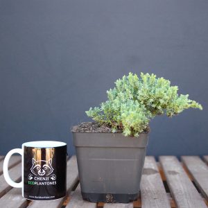 Sonare "juniperus procumbens nana"