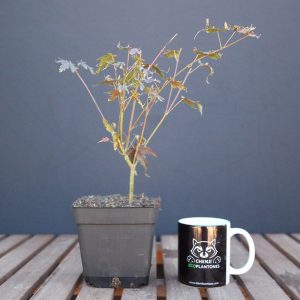 Acer palmatum 'yamamomiji'