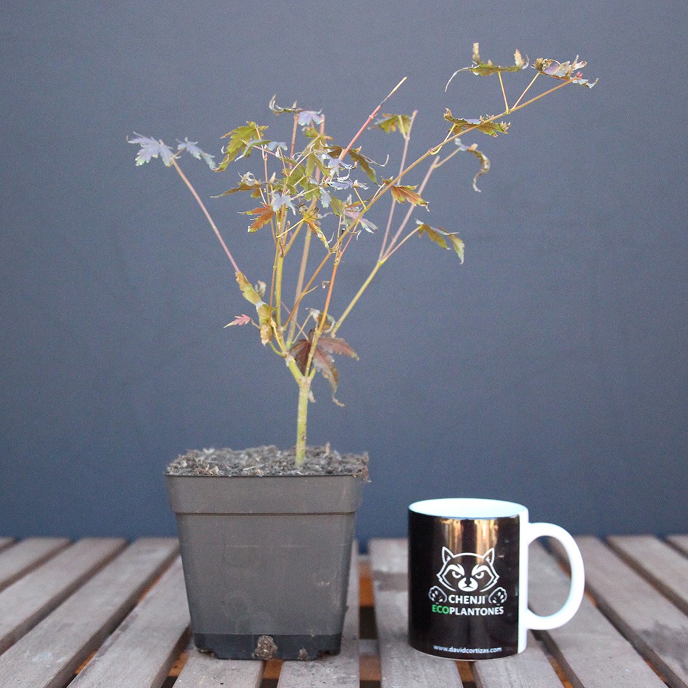 Acer palmatum 'yamamomiji'