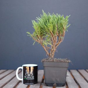 Juniperus sabina