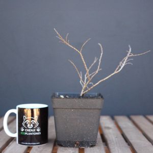 Ulmus Elegantissima "Jacqueline Hillier"