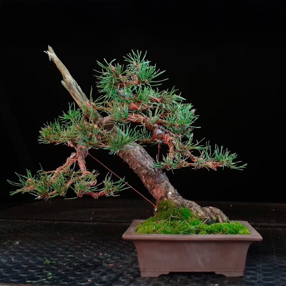 Pino Silvestre ejemplar