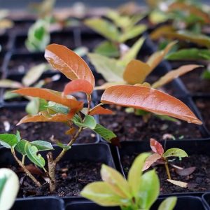 Ficus Ingens (PREVENTA)