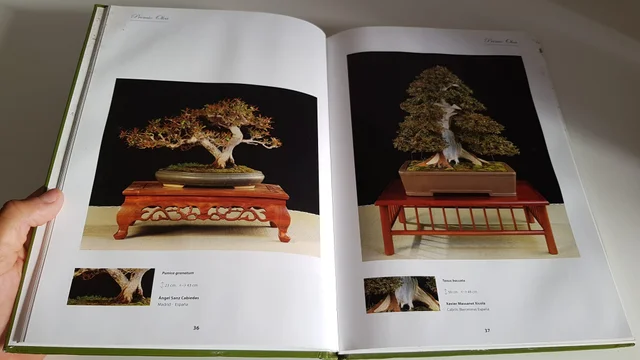 Libro de Bonsai "Premio Olea" 2005 - Imagen 4