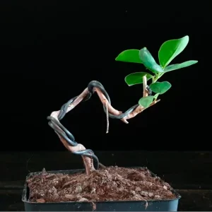 Ficus Moclame 689360 anunciado en Youtube