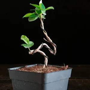 Ficus Moclame 689359 anunciado en Youtube