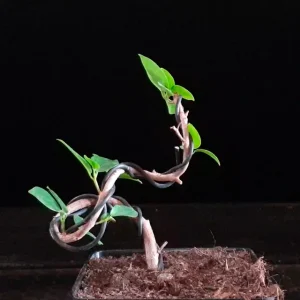 Ficus Moclame 689357 anunciado en Youtube