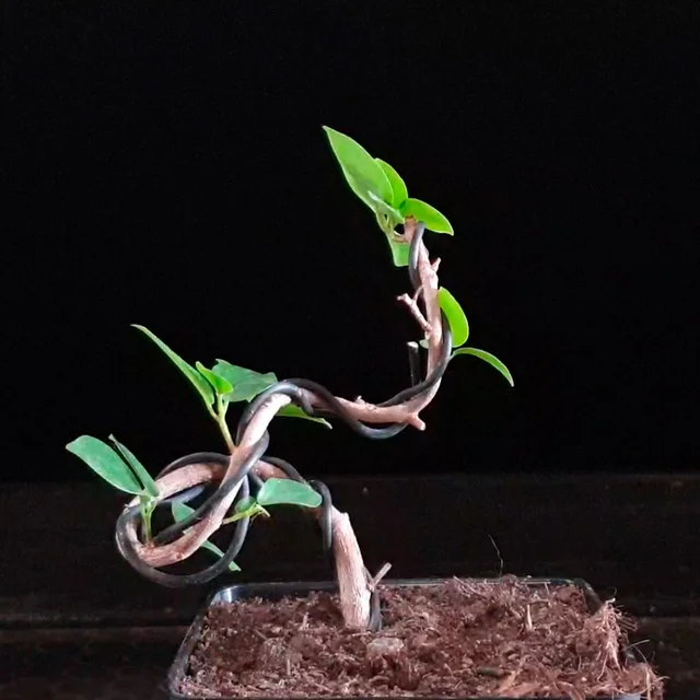 Ficus Moclame 689357 anunciado en Youtube