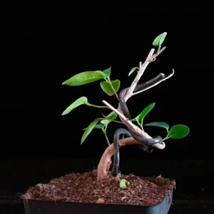 Ficus Moclame 689361 anunciado en Youtube